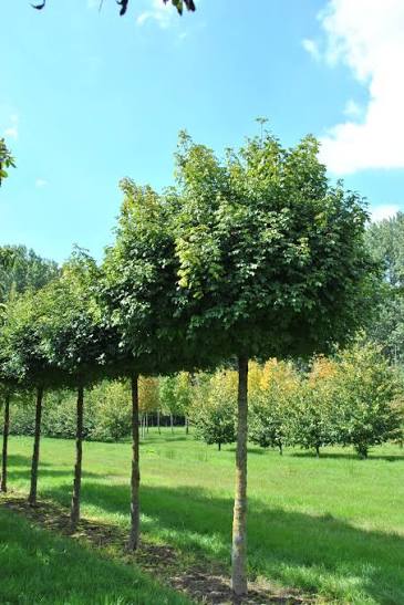 Acer campestre Nanum  Stamhöjd 150 Co - 3