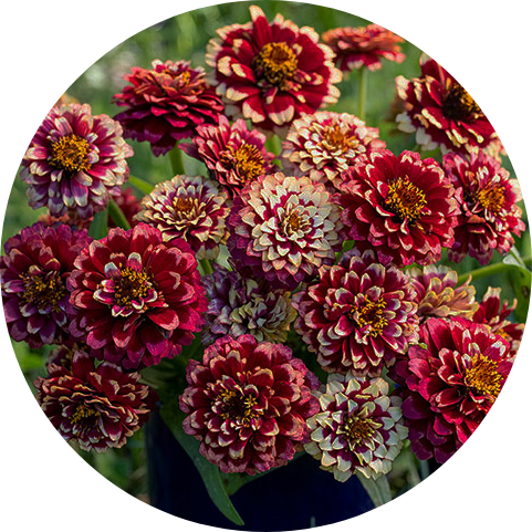 Guldzinnia - Burgundy and Cream