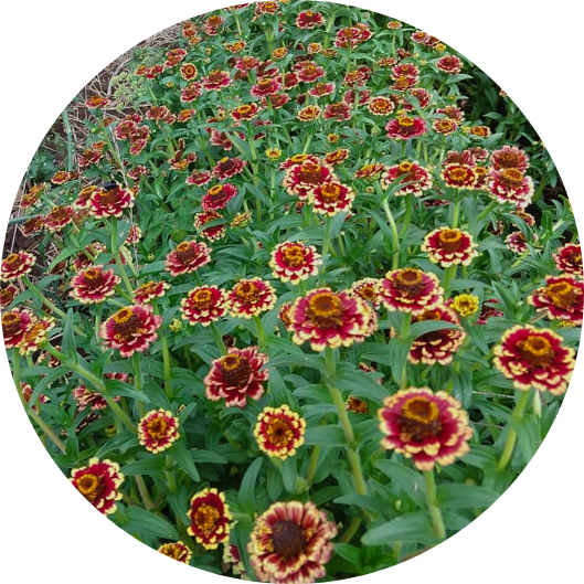 Guldzinnia - Burgundy and Cream
