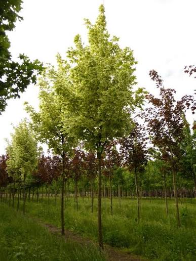 Acer platanoides Drummondii  Utr 150-200 Co - 2
