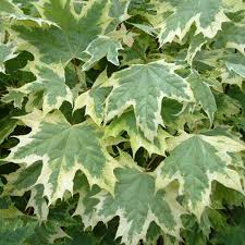 Acer platanoides Drummondii  Utr 150-200 Co - 4