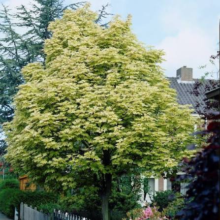 Acer platanoides Drummondii  Utr 200-250 Co - 3