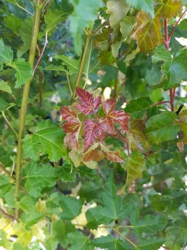 Acer tataricum ssp. ginnala Fk Uppsala E  Utr 150-200 Co - 2