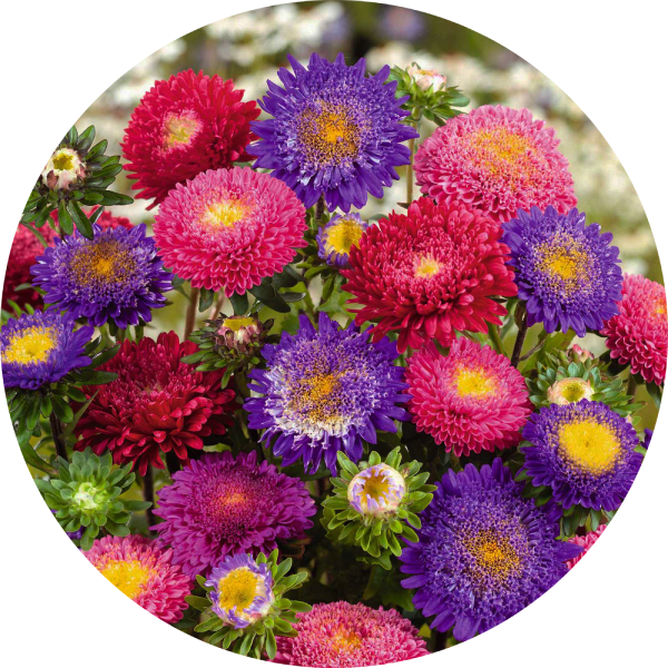 Sommaraster - Rubens Pompon Mix