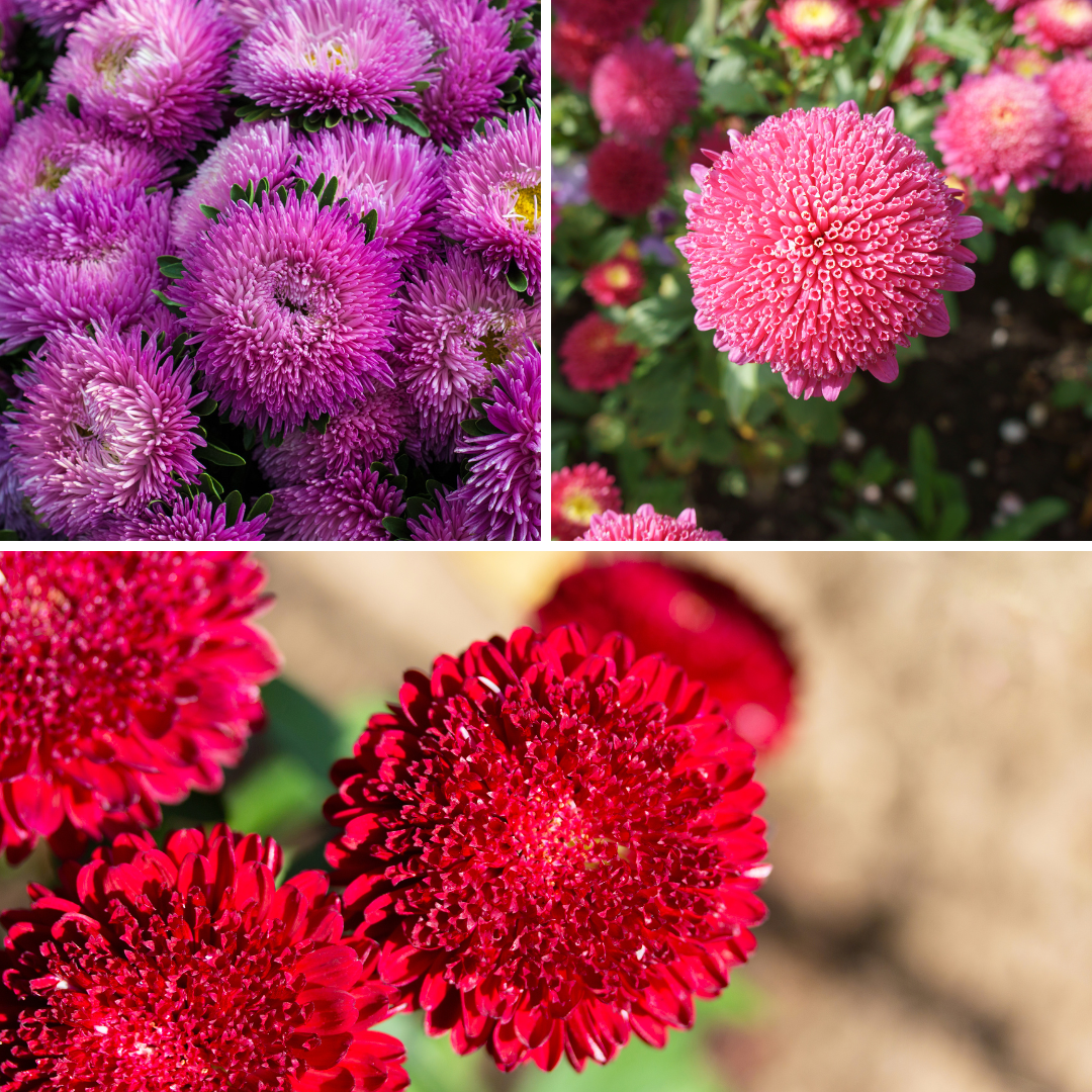 Sommaraster - Rubens Pompon Mix