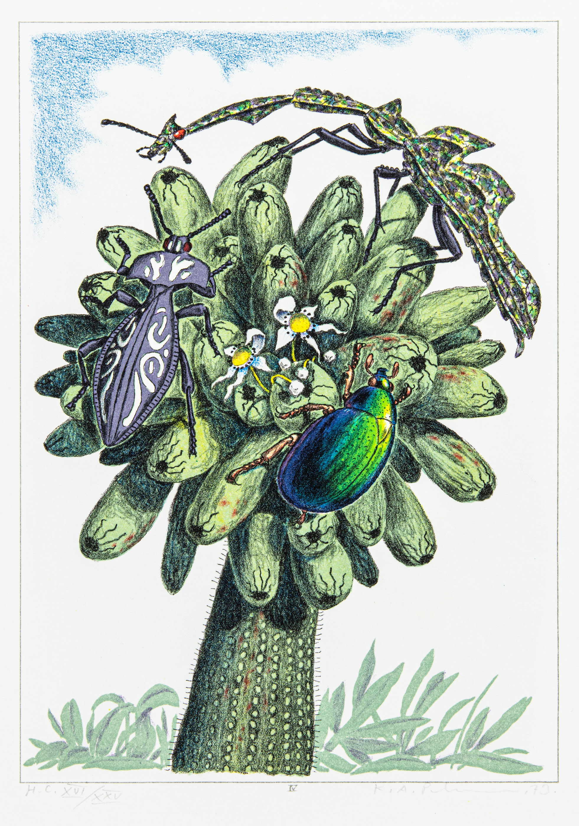 Swelling Cactus - Views from Nirak - 2