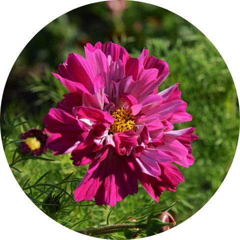 Rosenskära - Psyché Mix