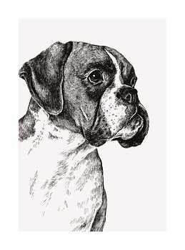 Boxer Dog, Greeting Card