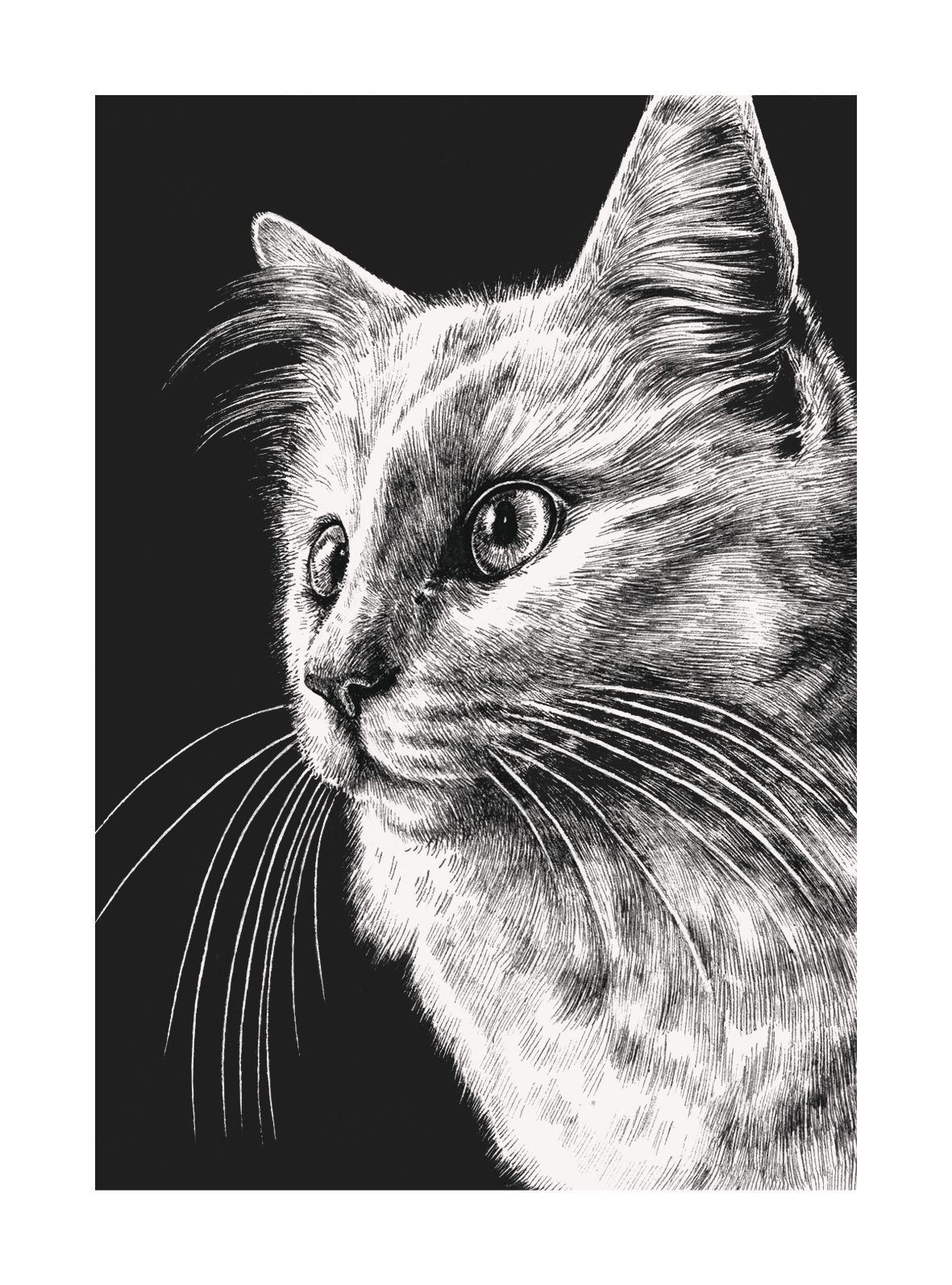 White Cat, Greeting Card