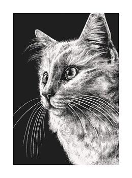 White Cat, Greeting Card