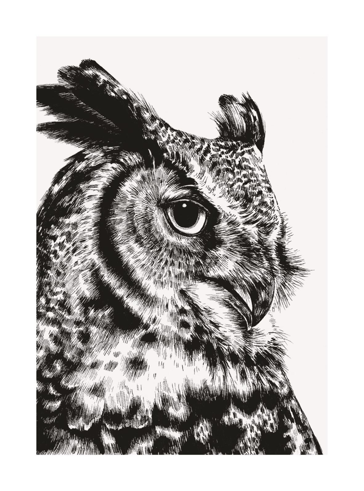 Great Horned Owl, Greeting Card