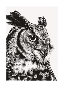 Great Horned Owl, Greeting Card