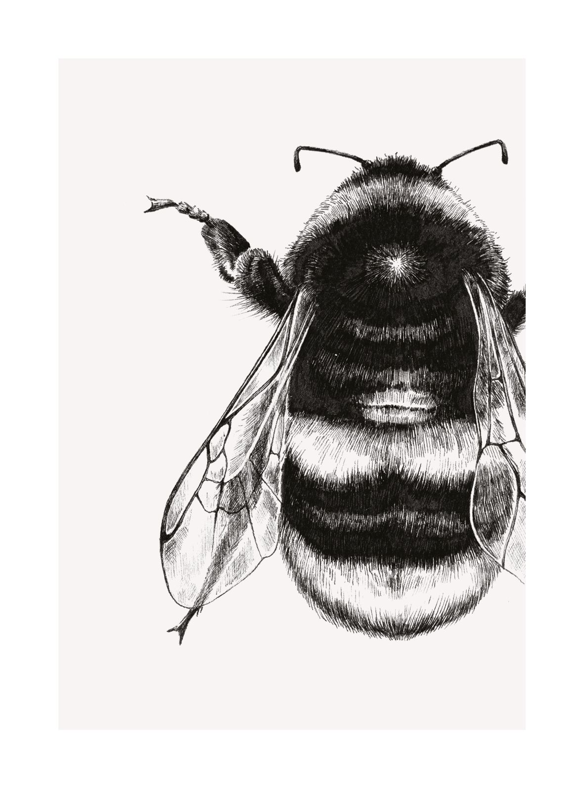 Bumble Bee, Greeting Card