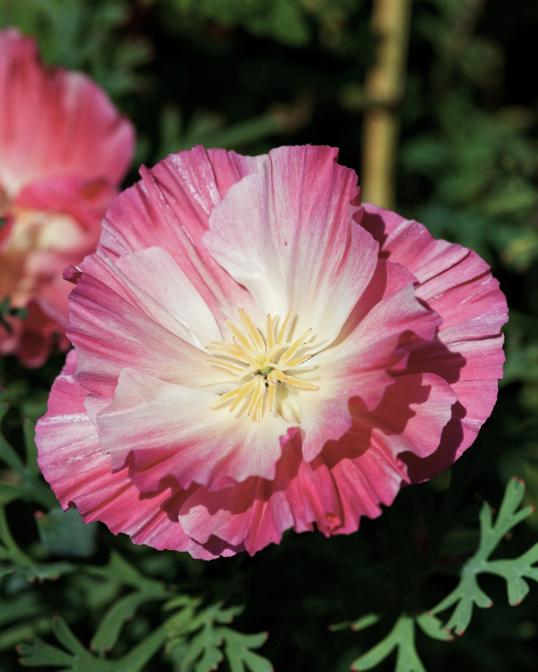 Sömntuta - Frilly Fun Appleblossom