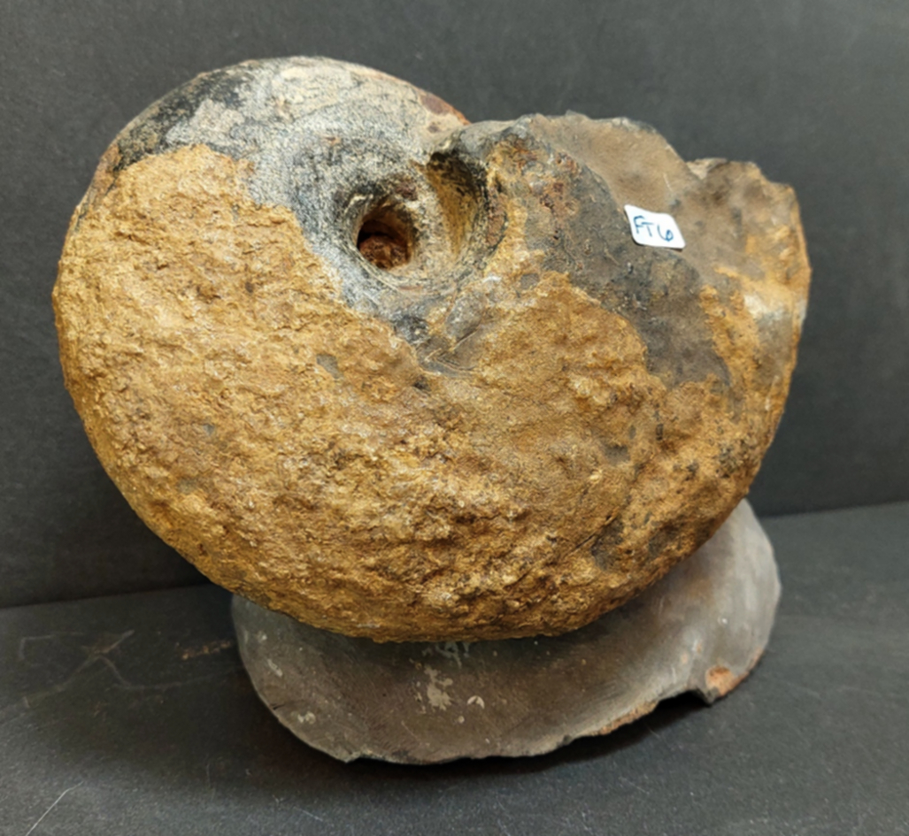 Ammonit Fossil i Grundsten - 2
