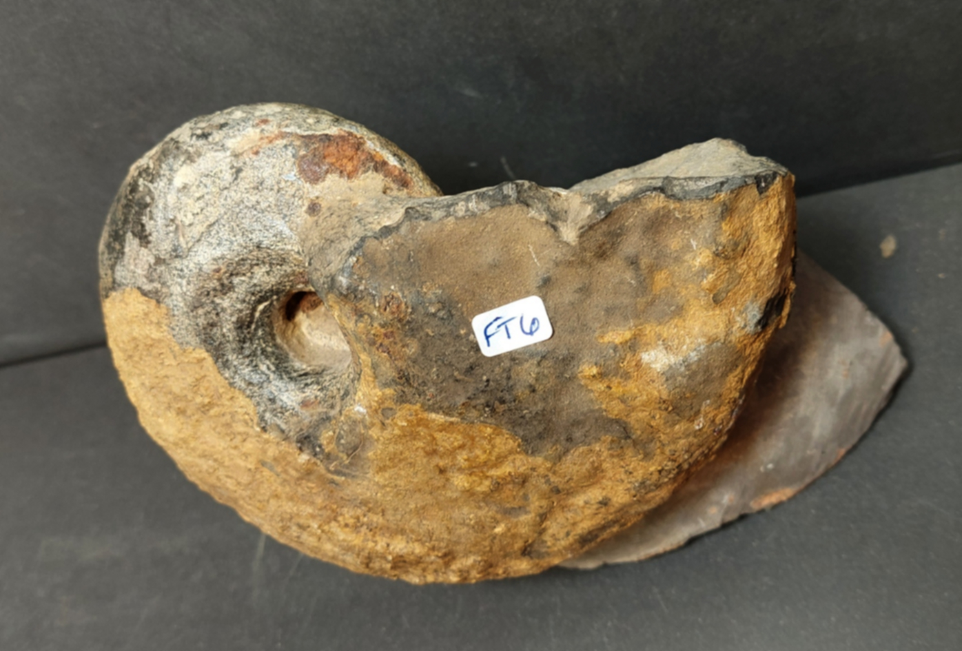 Ammonit Fossil i Grundsten - 3