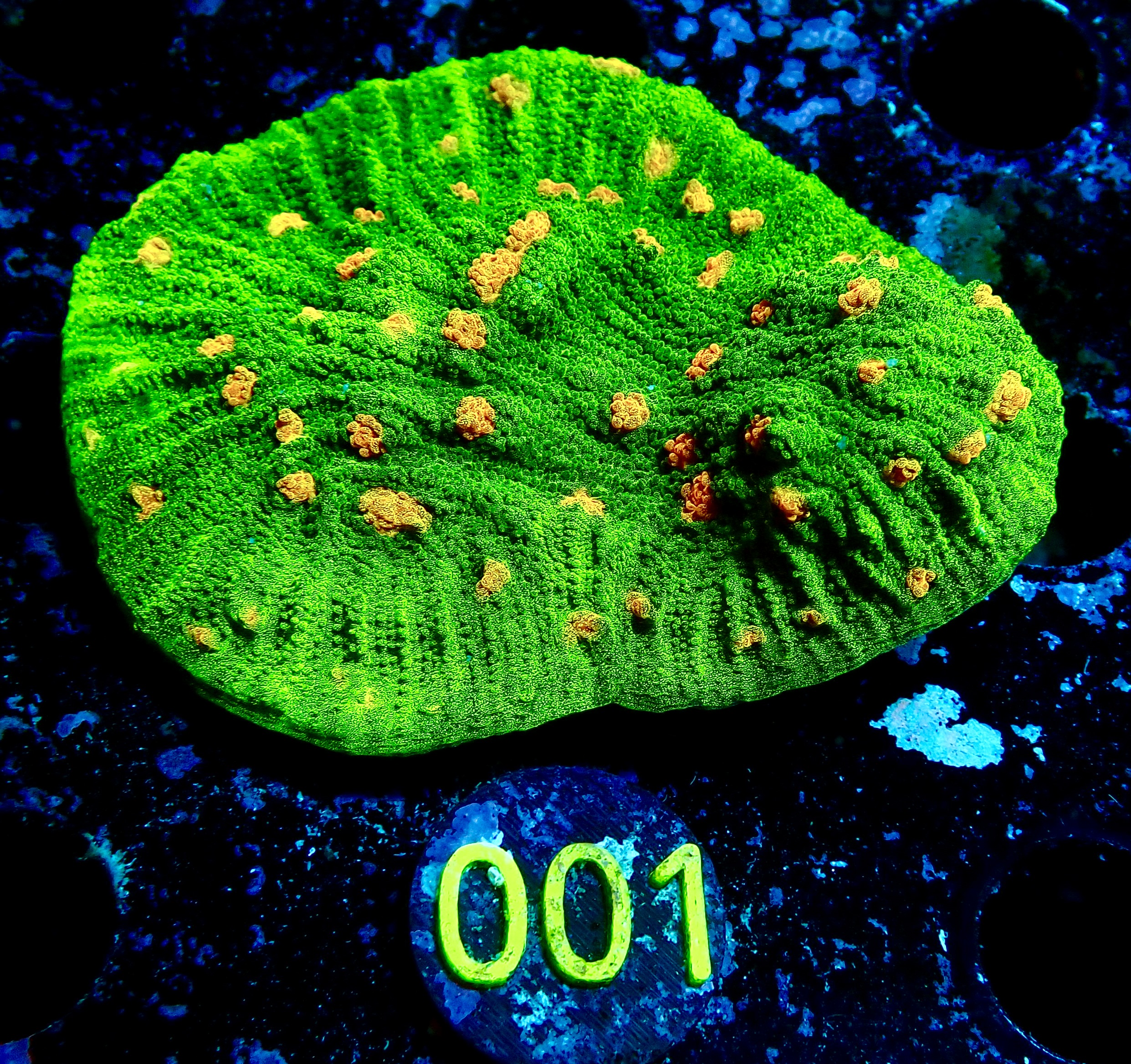 Echinophyllia sp. Space invader