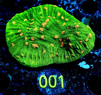 Echinophyllia sp. Space invader