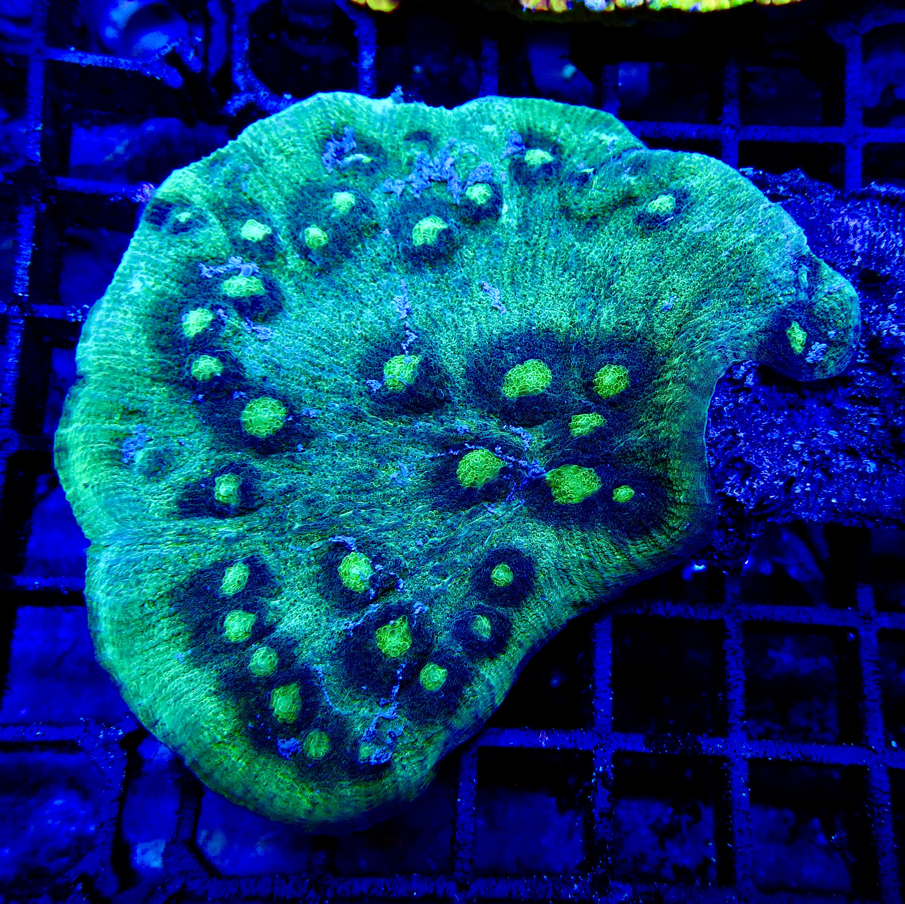 Echinophyllia Mycedium   spp. 