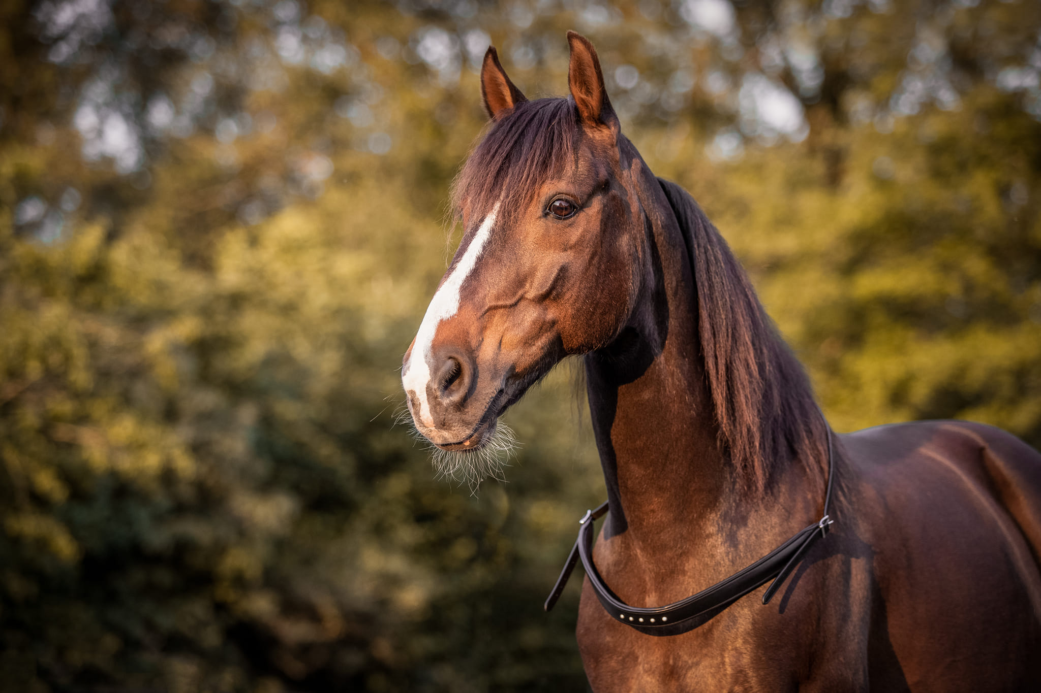 Balance Rein / neck ring / cordeo, F.R.A® 'Glory' - 15