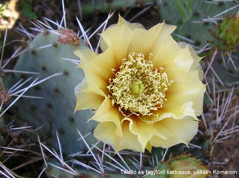 SuccSeed - Opuntia macrorhiza (Montgomery Co, KS)