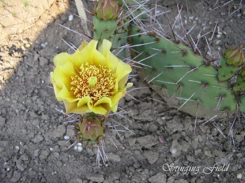 Opuntia phaeacantha DJF 970.30 (Fremont Co, CO)
