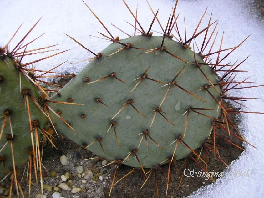 Opuntia phaeacantha DJF 970.30 (Fremont Co, CO) - 2