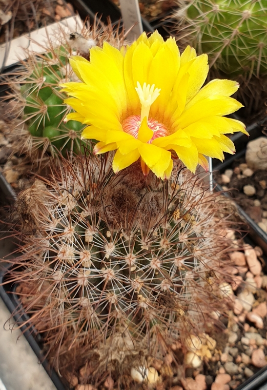 Parodia rubristaminea DH 157