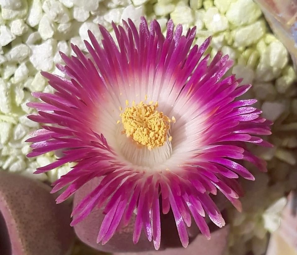 Pleiospilos nelii cv. Royal Flush