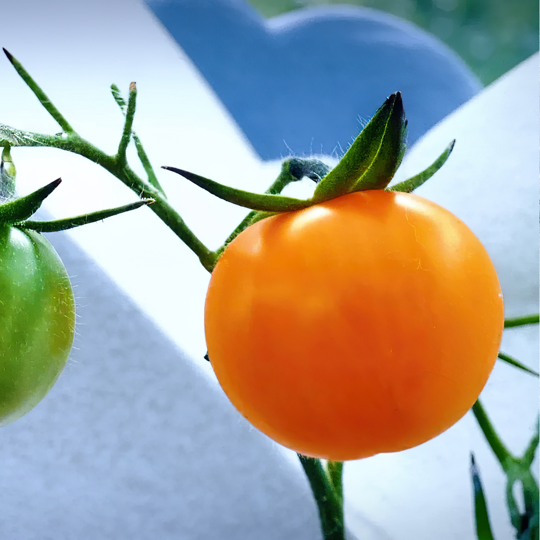 Frilandstomat - Zloty Ozarowski