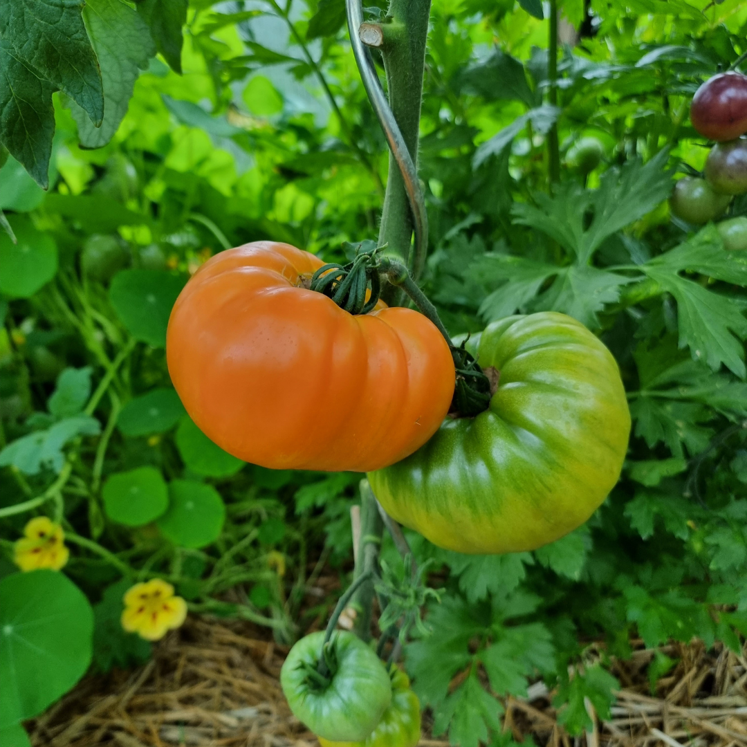 Bifftomat - Ananas - Kultursort