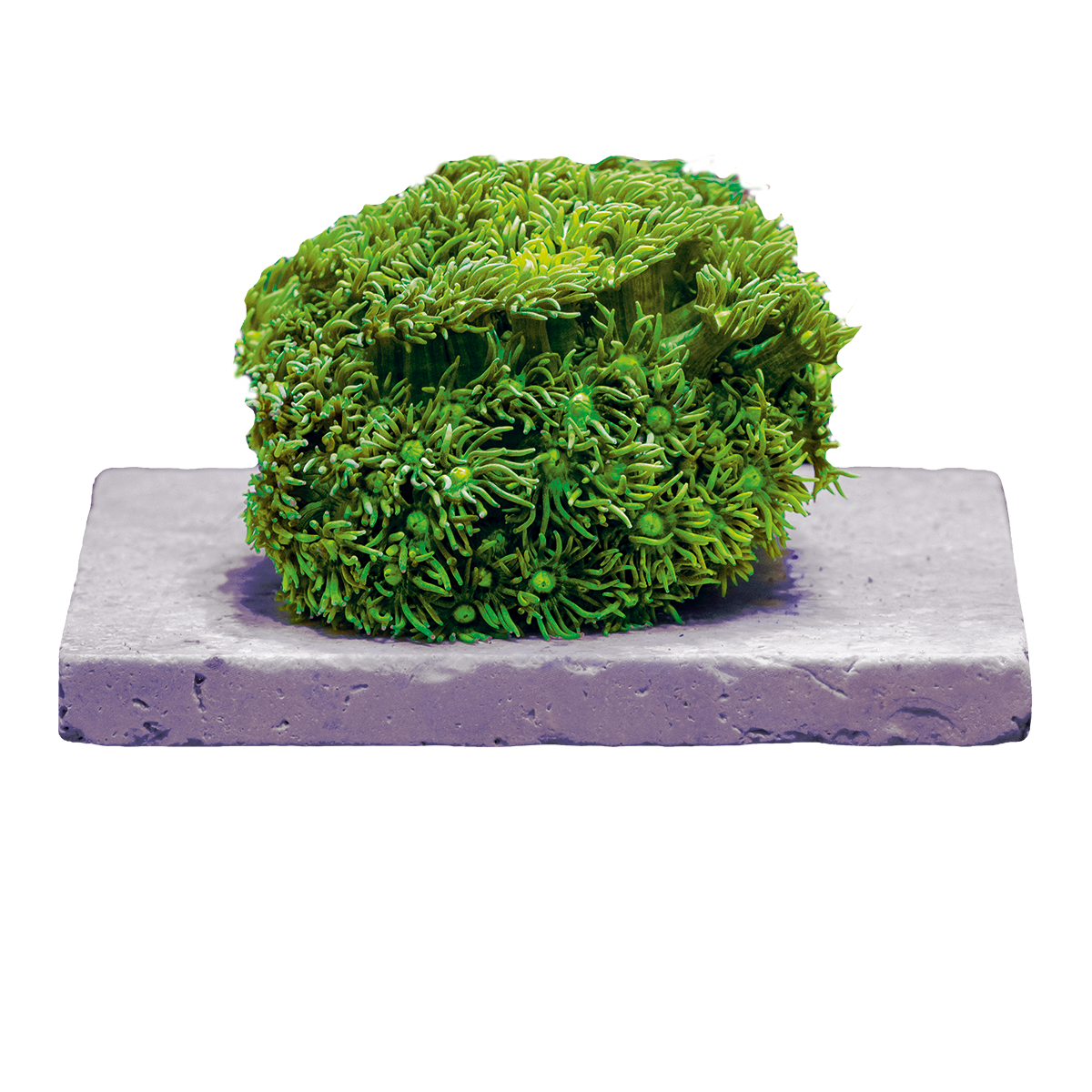 Fauna Marin Frag Tiles - 2