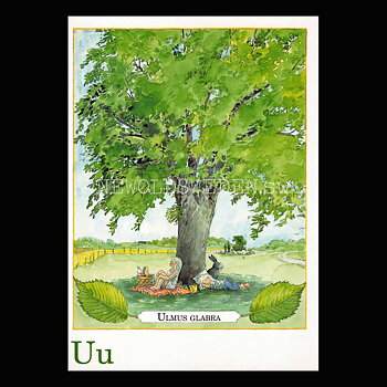 Uu Ulmus Glabra Majas Alfabet - Lena Andersson - 1860