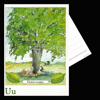 Uu Ulmus Glabra Majas Alfabet - Lena Andersson - 1860