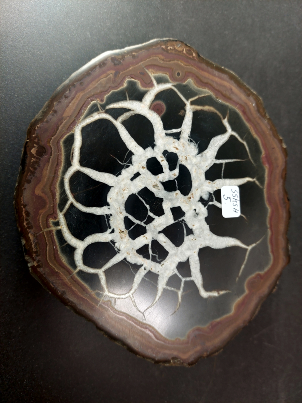 Septaria  Knölar / Nodules - Slipade Halvor