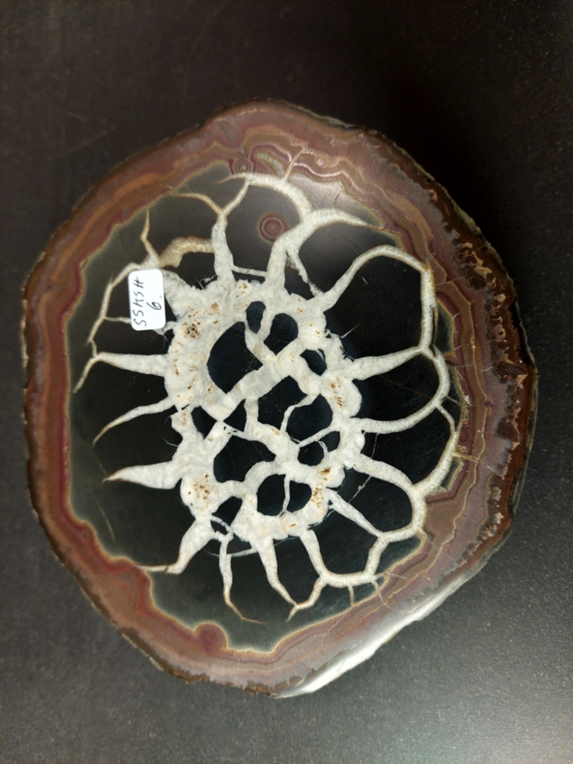 Septaria  Knölar / Nodules - Slipade Halvor