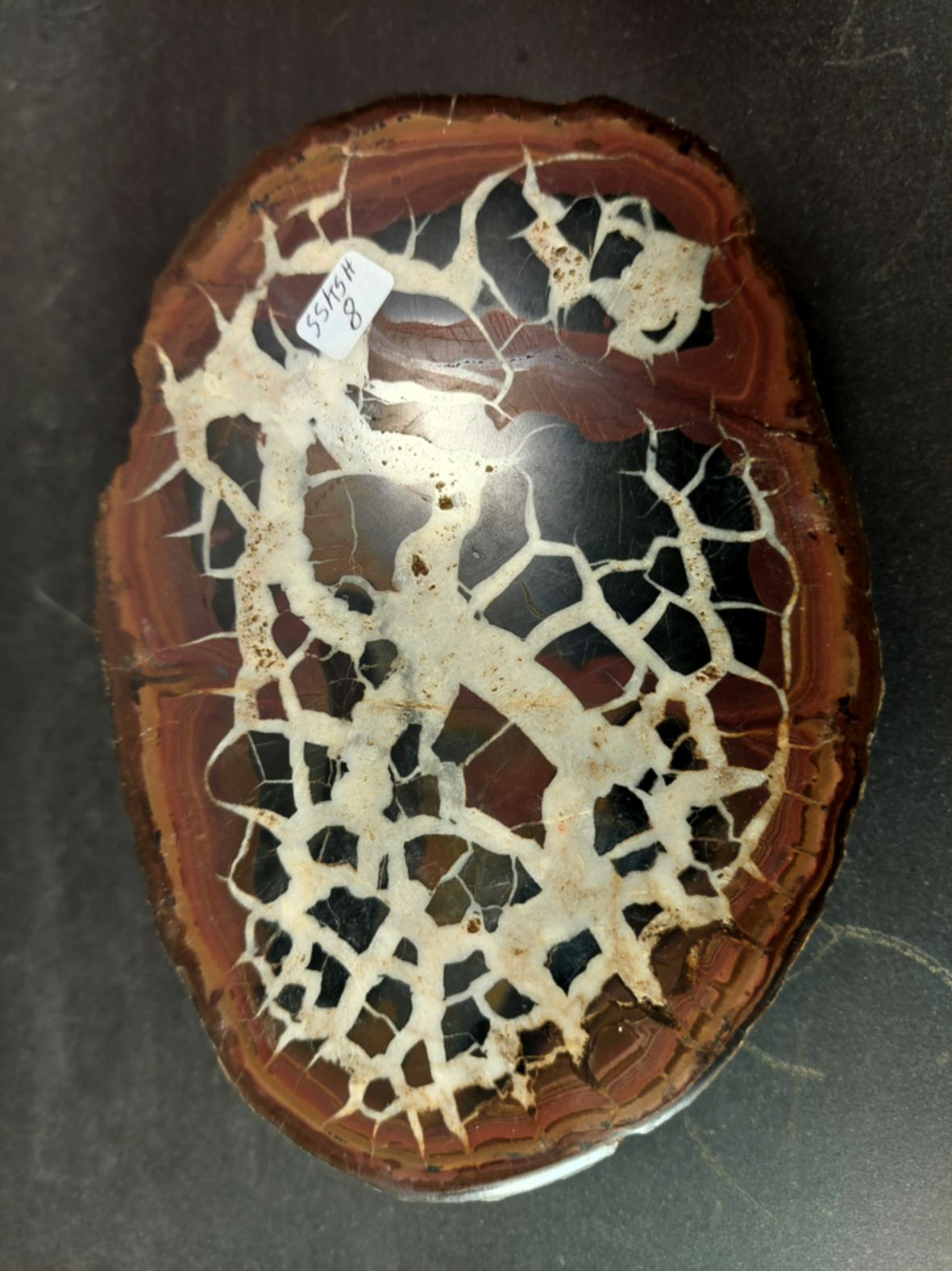 Septaria  Knölar / Nodules - Slipade Halvor