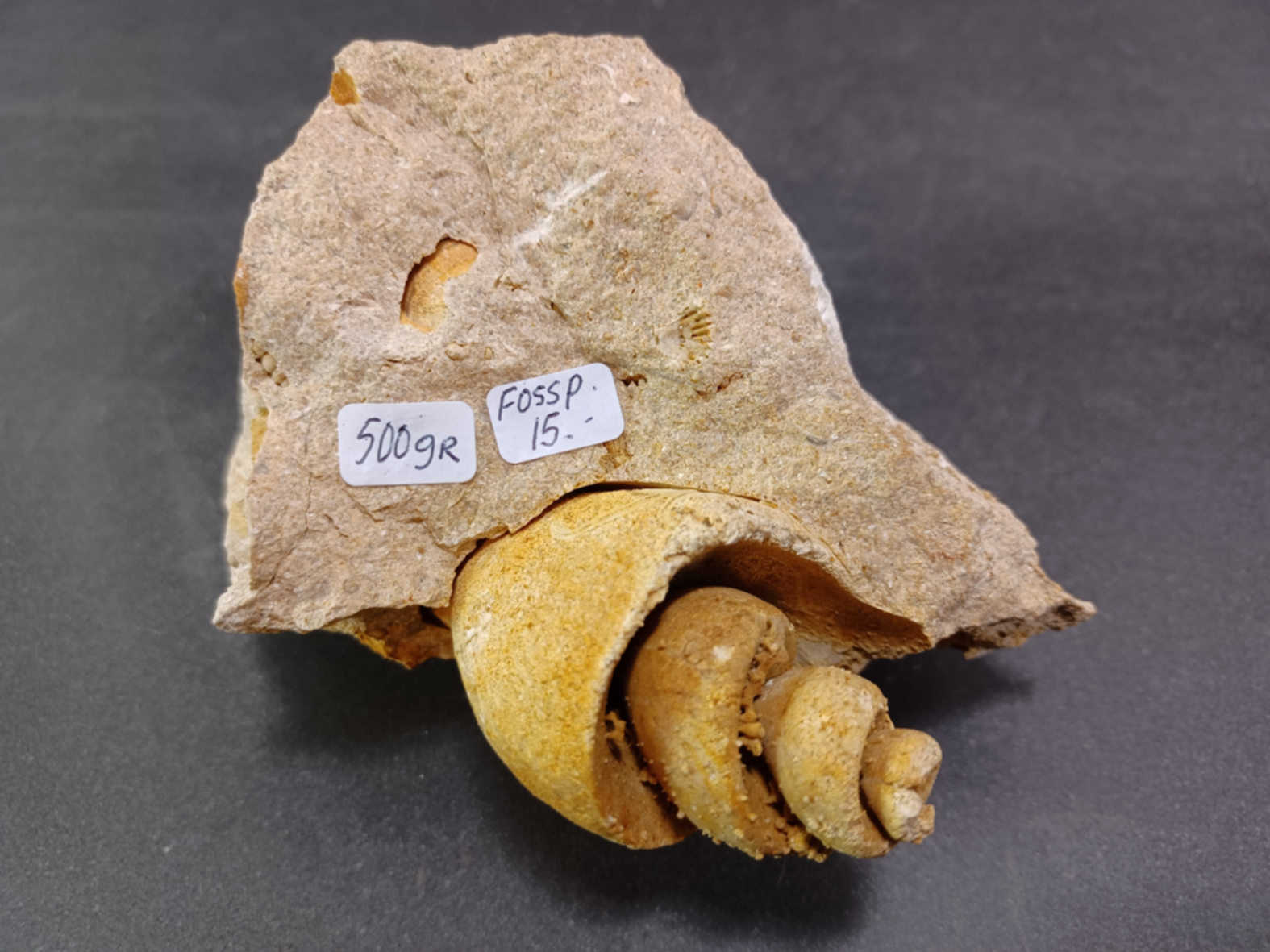 Gastropad ( Förstenat sjönäcka)  Fossil i Grundsten - 2
