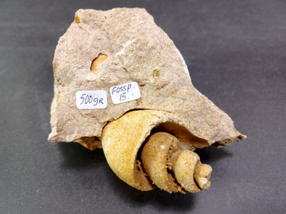 Gastropad ( Förstenat sjönäcka)  Fossil i Grundsten