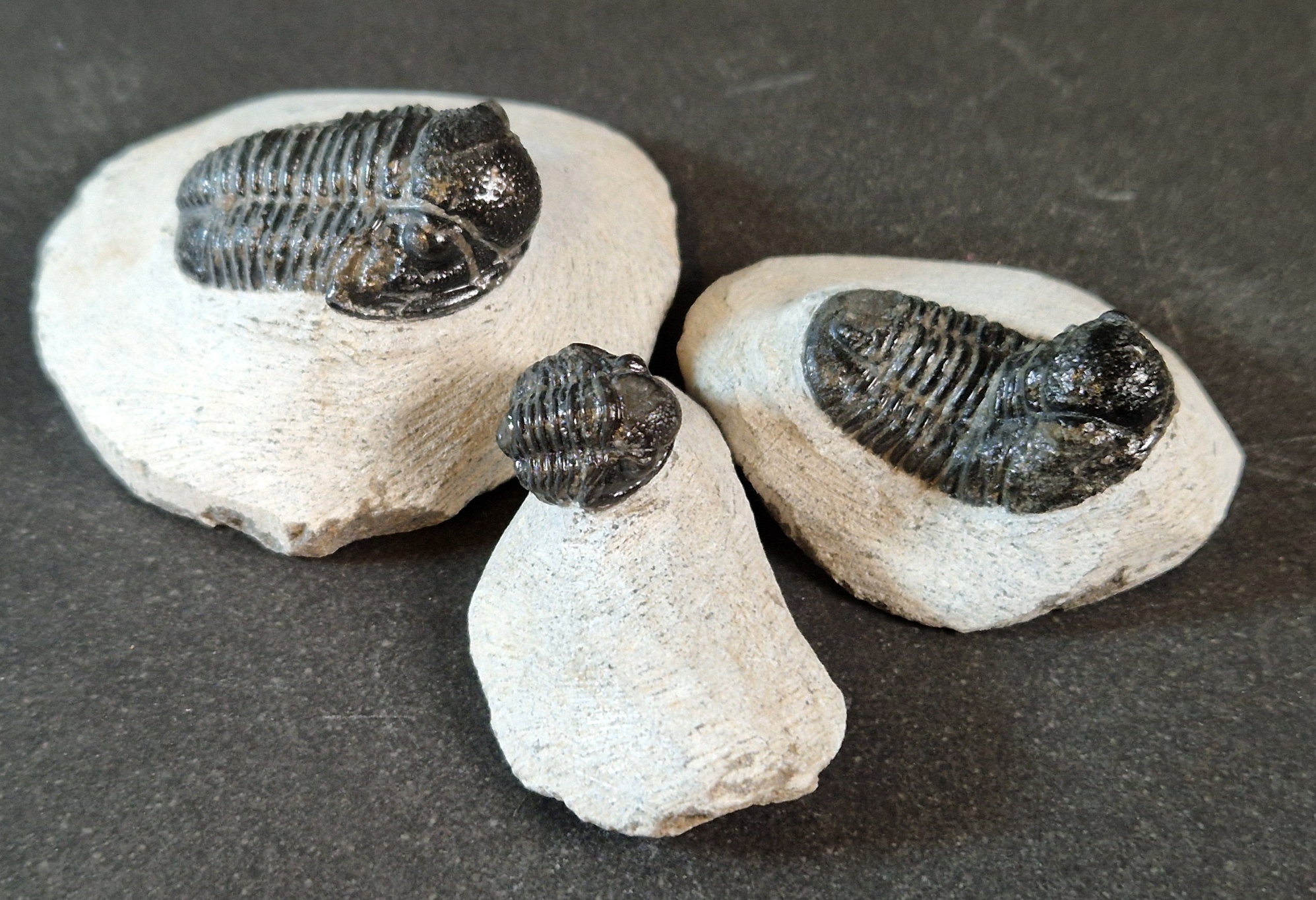 Trilobit Fossil i Grundsten - 2