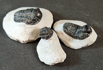 Trilobit Fossil i Grundsten