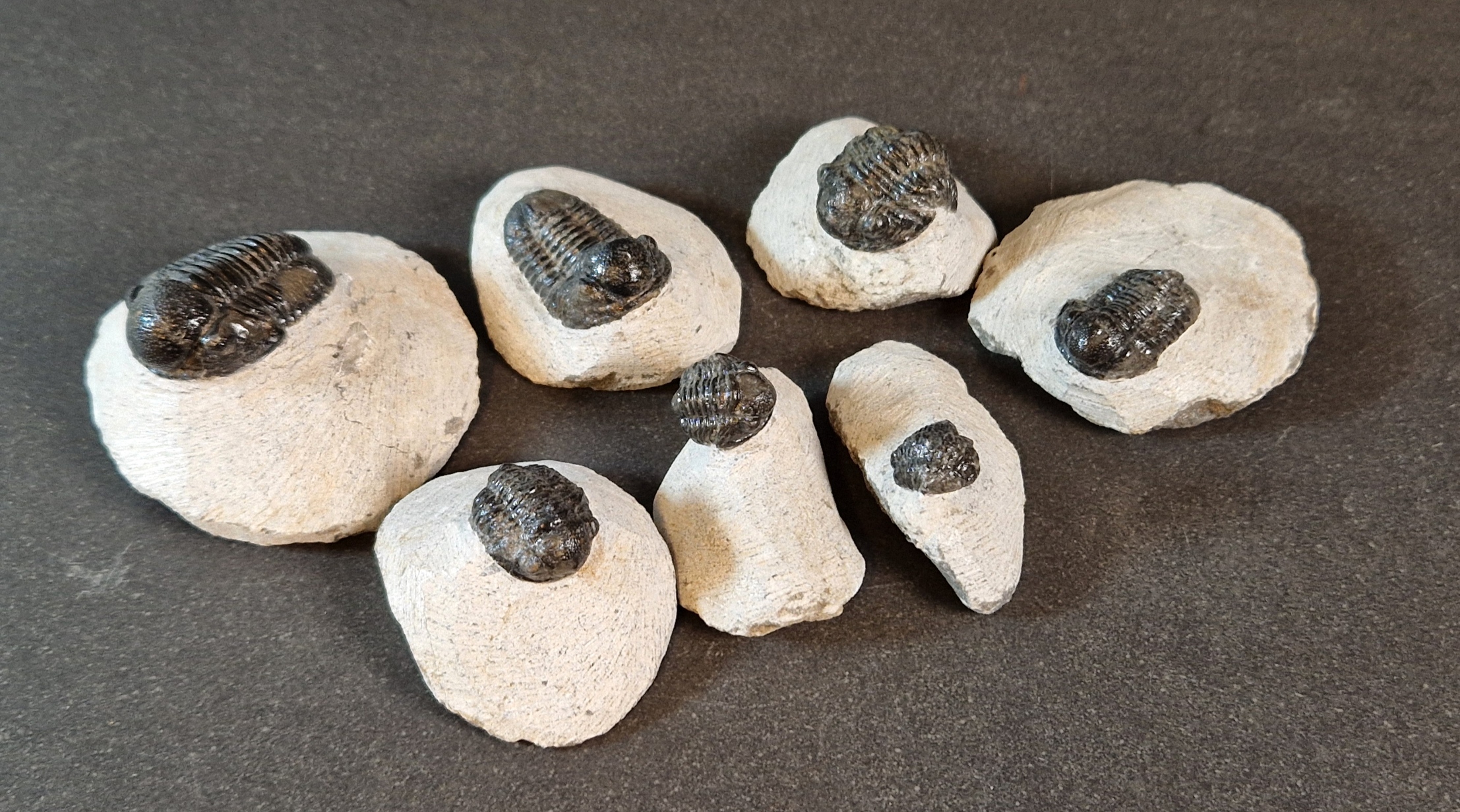 Trilobit Fossil i Grundsten - 3
