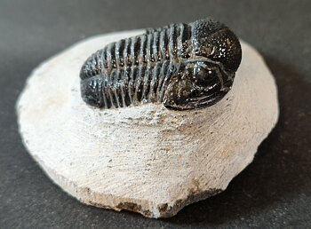 Trilobit Fossil i Grundsten