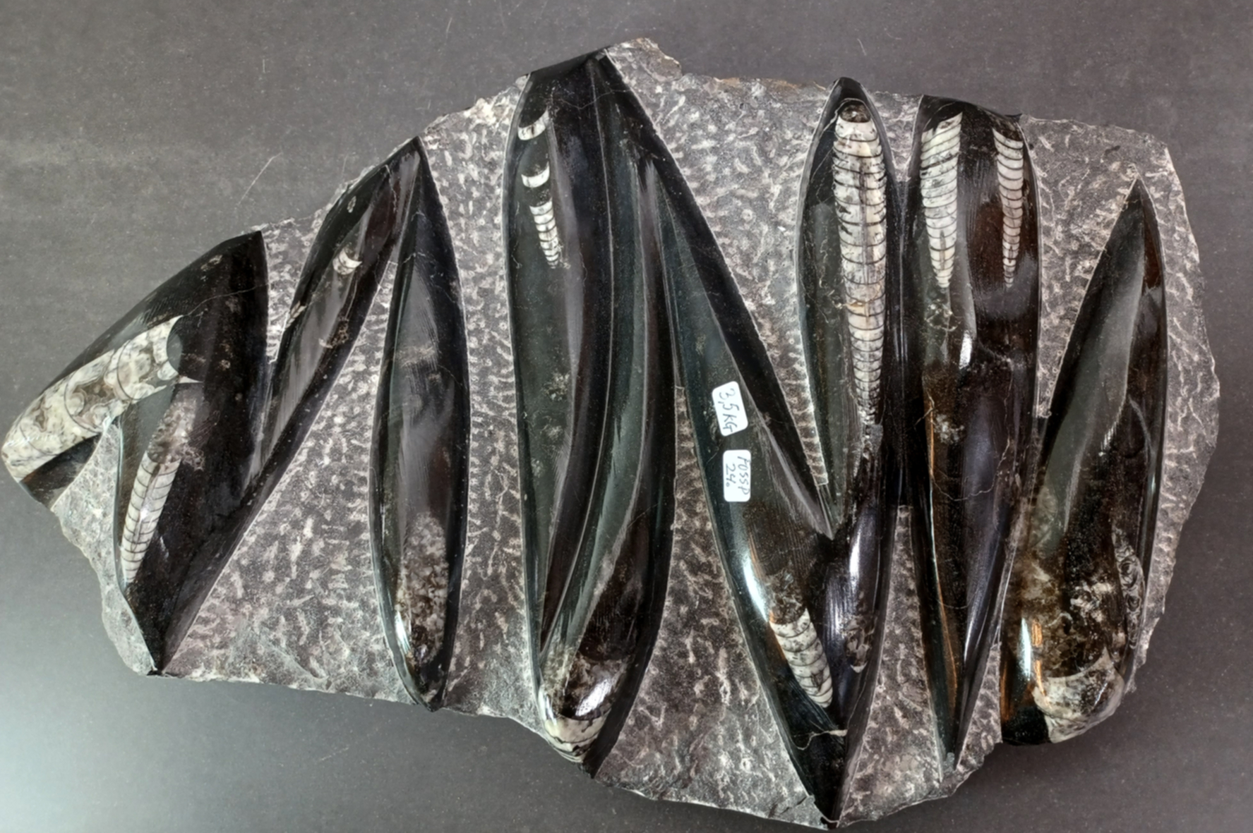 Devonian Orthoceras Fossil i Grundsten -  34cm