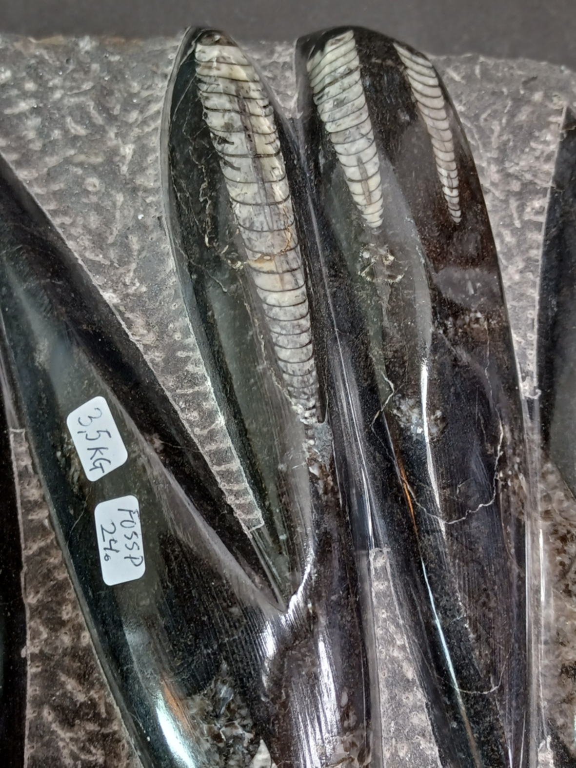 Devonian Orthoceras Fossil i Grundsten -  34cm - 2