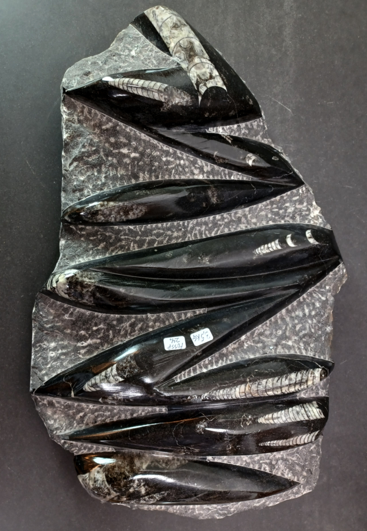 Devonian Orthoceras Fossil i Grundsten -  34cm - 3