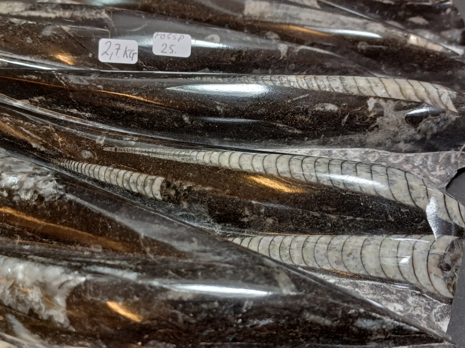 Devonian Orthoceras Fossil i Grundsten -  26cm - 2