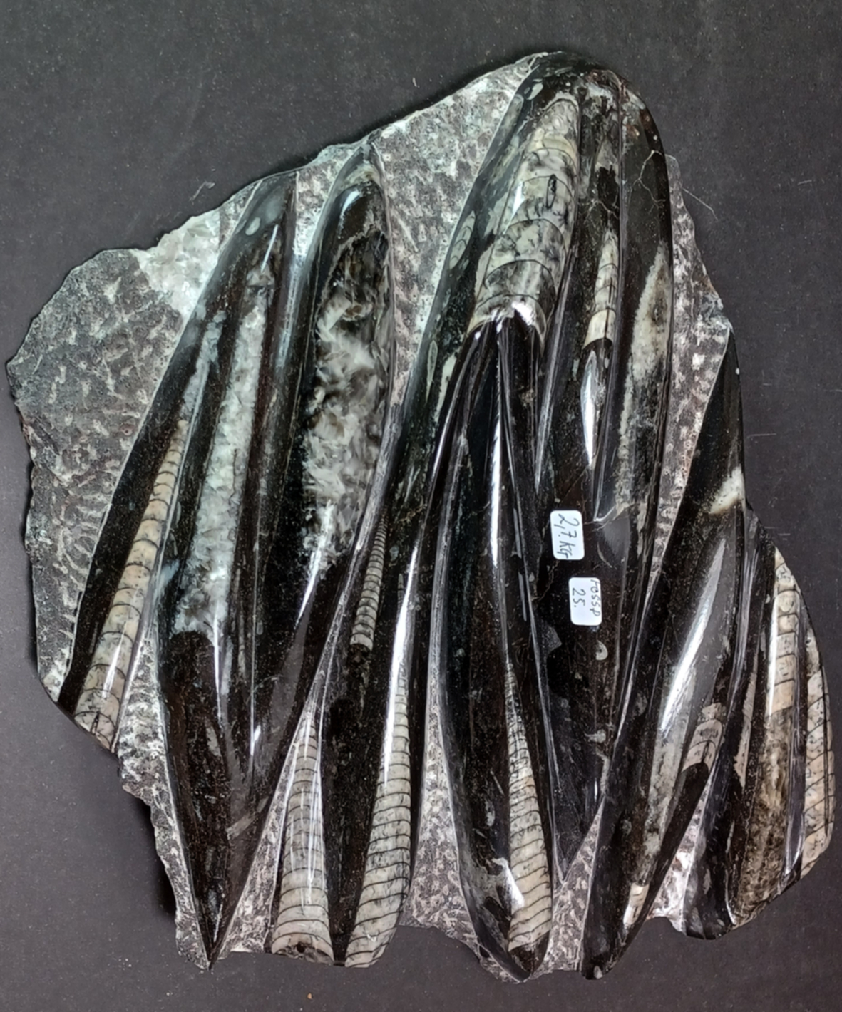 Devonian Orthoceras Fossil i Grundsten -  26cm