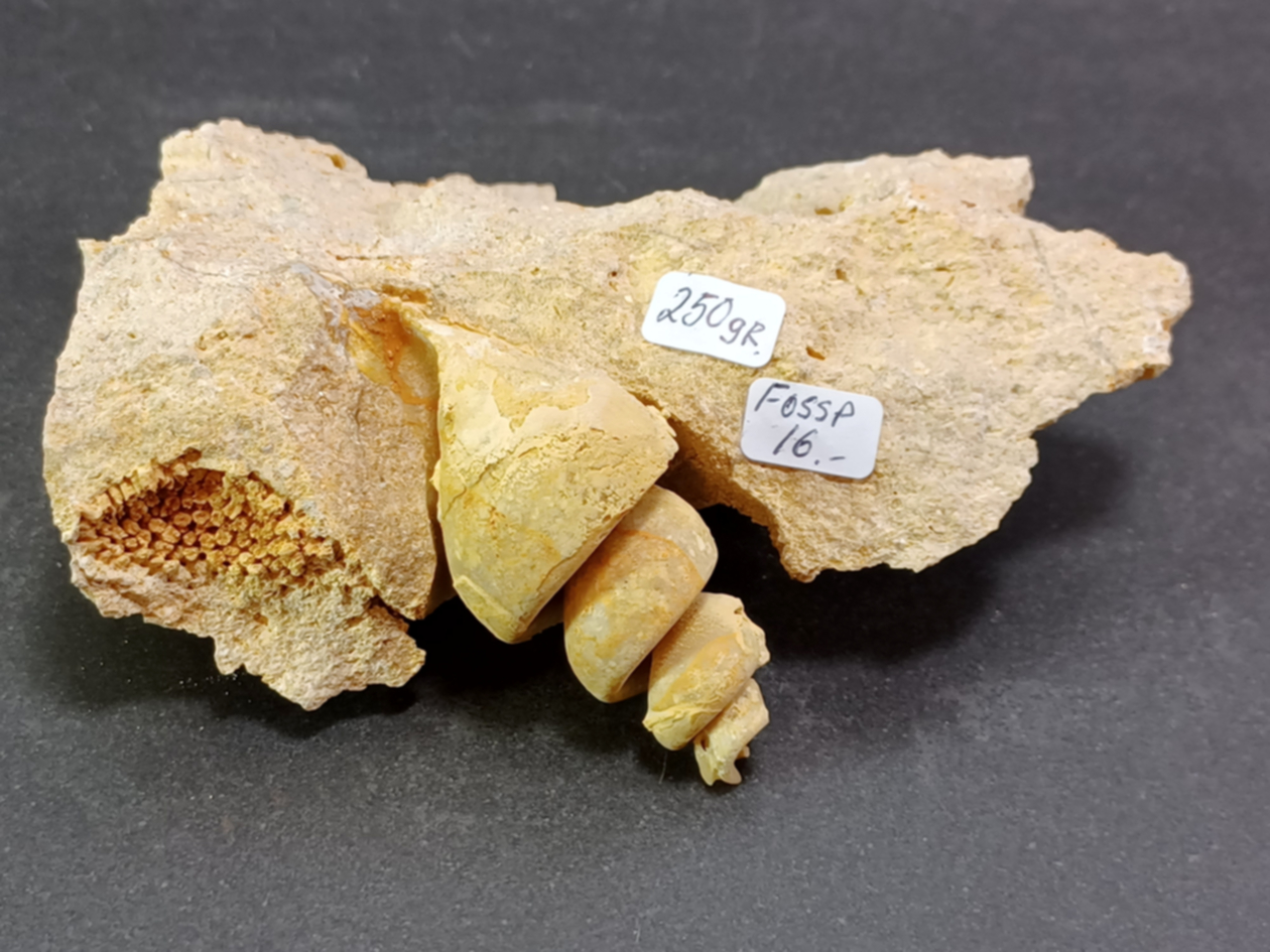 Gastropad ( Förstenat sjönäcka)  Fossil i Grundsten