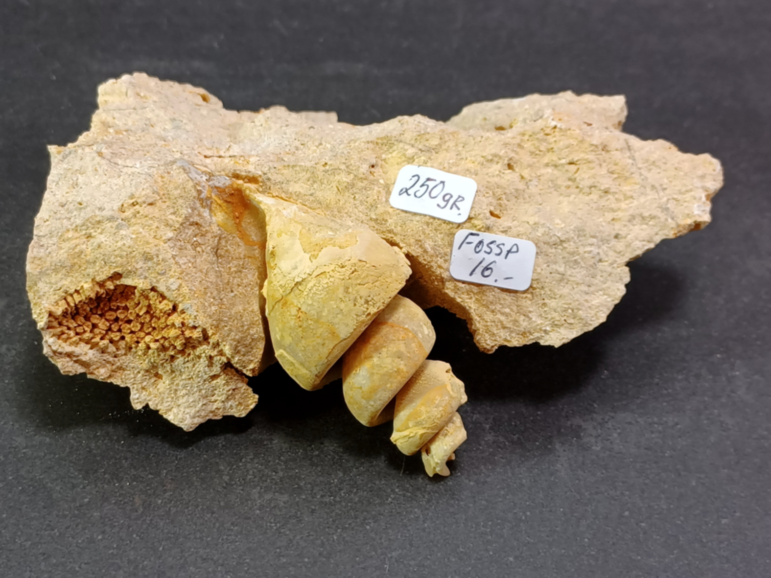 Gastropad ( Förstenat sjönäcka)  Fossil i Grundsten - 2